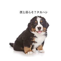 Shizu_20260605223354