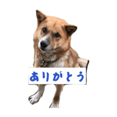 Myao_20260605233027