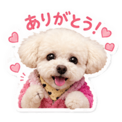 momo_20260606020851