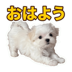 SHIHO_20260606062117