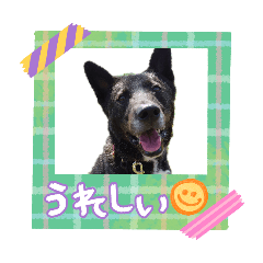 dogmasyu_20260606065153