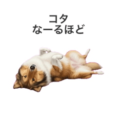 tatsu_20260606093534