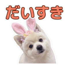 可愛いポメラニアンのぽて
