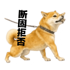 )The daily life of a lazy Shiba Inu.1