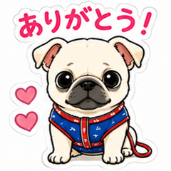 Paku the White Pug