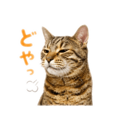 muginyanko_20260606102958