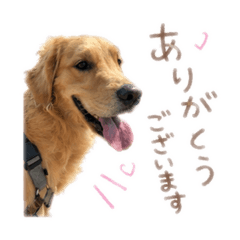 Hamachi_20260606102520