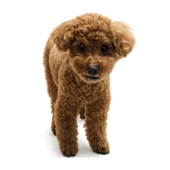 Inu_20260606111647