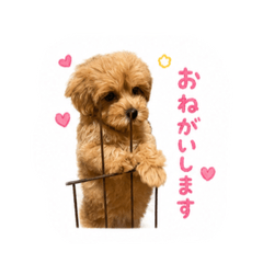 Chiaking_20260606112852