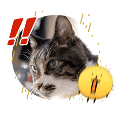 Tecchan the Wildcat Sticker Set