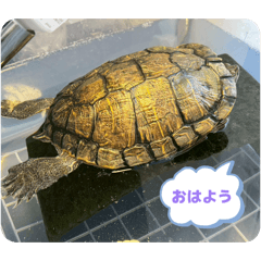 Asari Yuichi_20260606141719