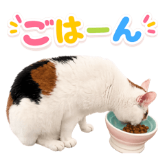 catstamp1204