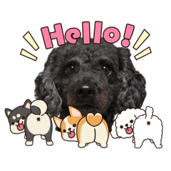 This is my dog, Sora. Nice to meet you!