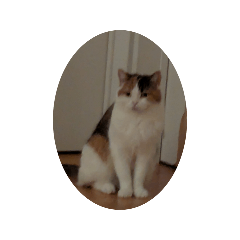 neko1_20260606151828