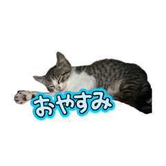 misa_20260606182534