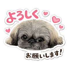 ami_20260606182343