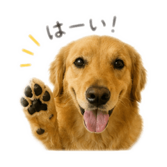 yoshi_20260606210354