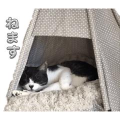 mamedaizu_20260606212414