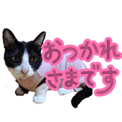 RIYU_20260606225041