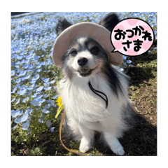 taro_20260606225152