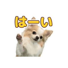 renren_20260606231930
