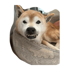 MarurunStamp
