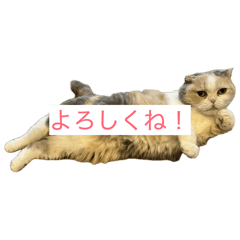 sugar_20260606235503