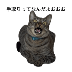 kawaiicat_20260607015122