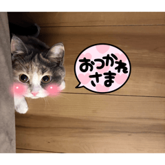 miiiko_20260607025956