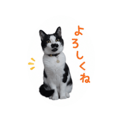 sa!_20260606100510