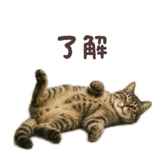 cutecatmaron