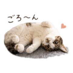 melomelo melon cat stamp