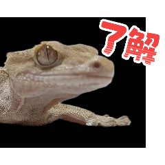 Rintarou_20260606203054