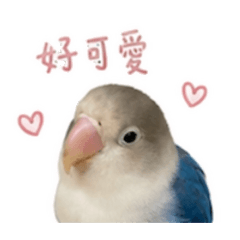 鶯鶯美呆子