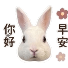 Rabbit little cutie