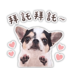 Lucky吉娃娃3