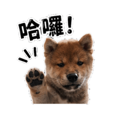 柴柴ShibaInu