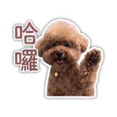 小coco的日常