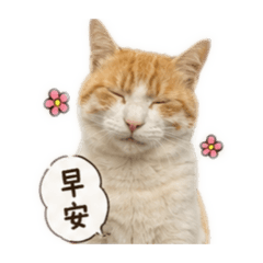小咪小白