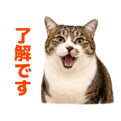 Poyopoyo Cat Daily Stickers