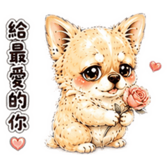長毛吉娃娃阿吉戀愛腦日常