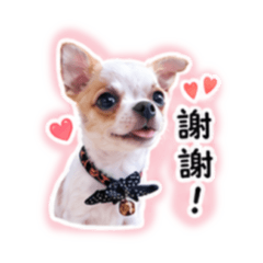 吉度可愛チワワ2