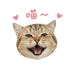 誤打誤撞喵喵