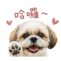 萌萌達小狗狗