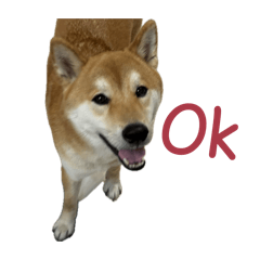 奧迪Q圖
