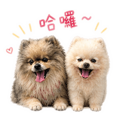 樂寶狗狗日常用語
