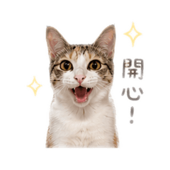嚕米小胖咪