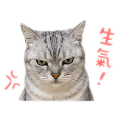 公主妞的日常