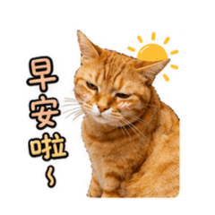 恰北北臭貓