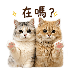 喵咪咪吉